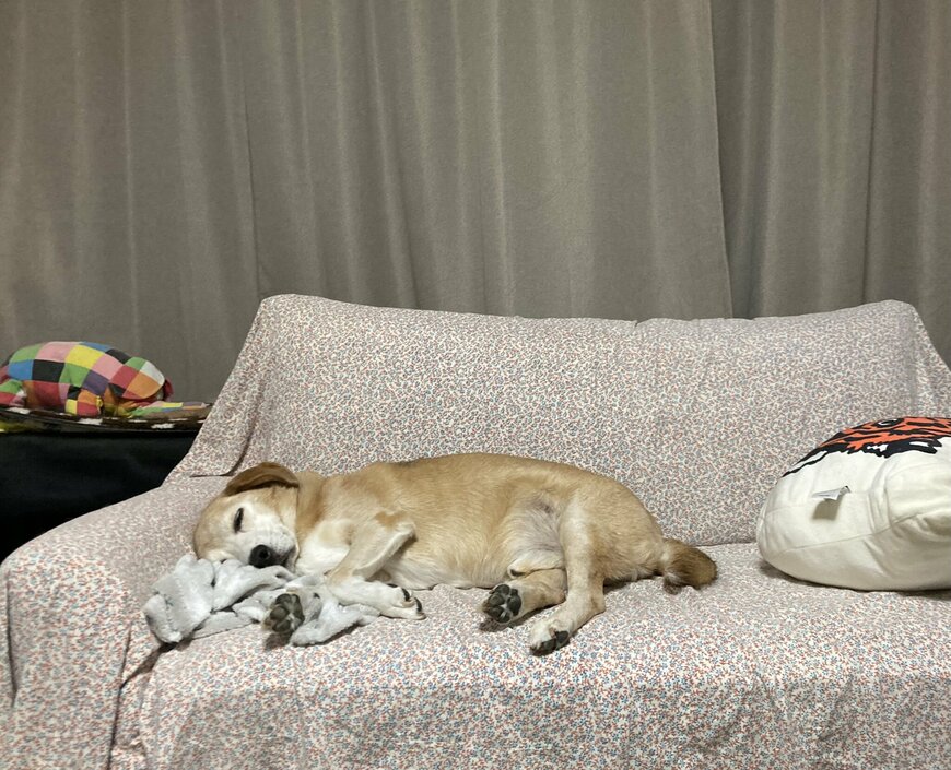 出所：てんむすさんと犬ちゃん@tenmusu_inuchan