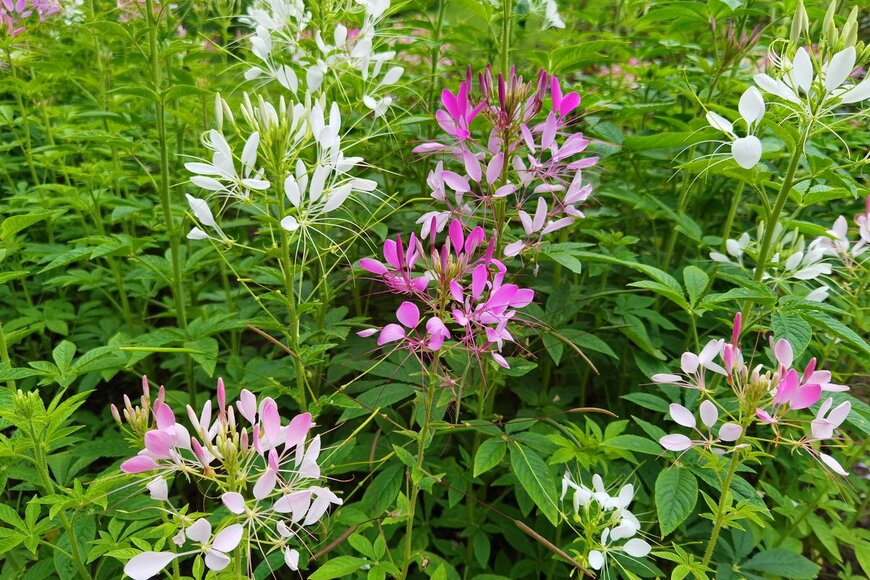 Kabar/Shutterstock.com