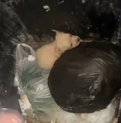 【ゴミ箱に捨てられていた】2匹の子犬を保護　親切な人のもとで育てられながら新しい飼い主を探すことに