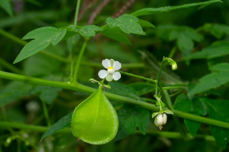 Noppharat05081977/istockphoto.com