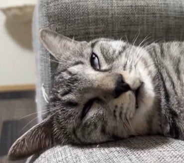 「多分、夢見てる」熟睡中の猫の口元を見ると…『まさかの動き』に爆笑の声