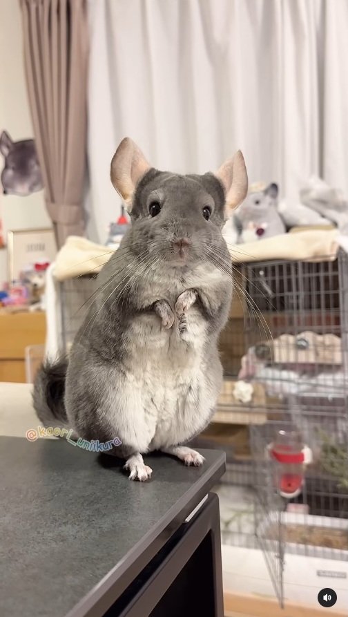 出所：＠kaori_uniikura