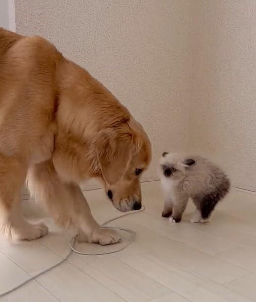 出所：@pu_channeldesu