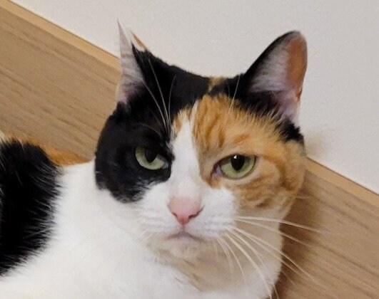 出所：@pushu_gubi