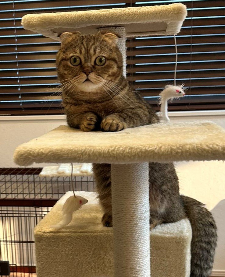 出所：@ponpokopontanu