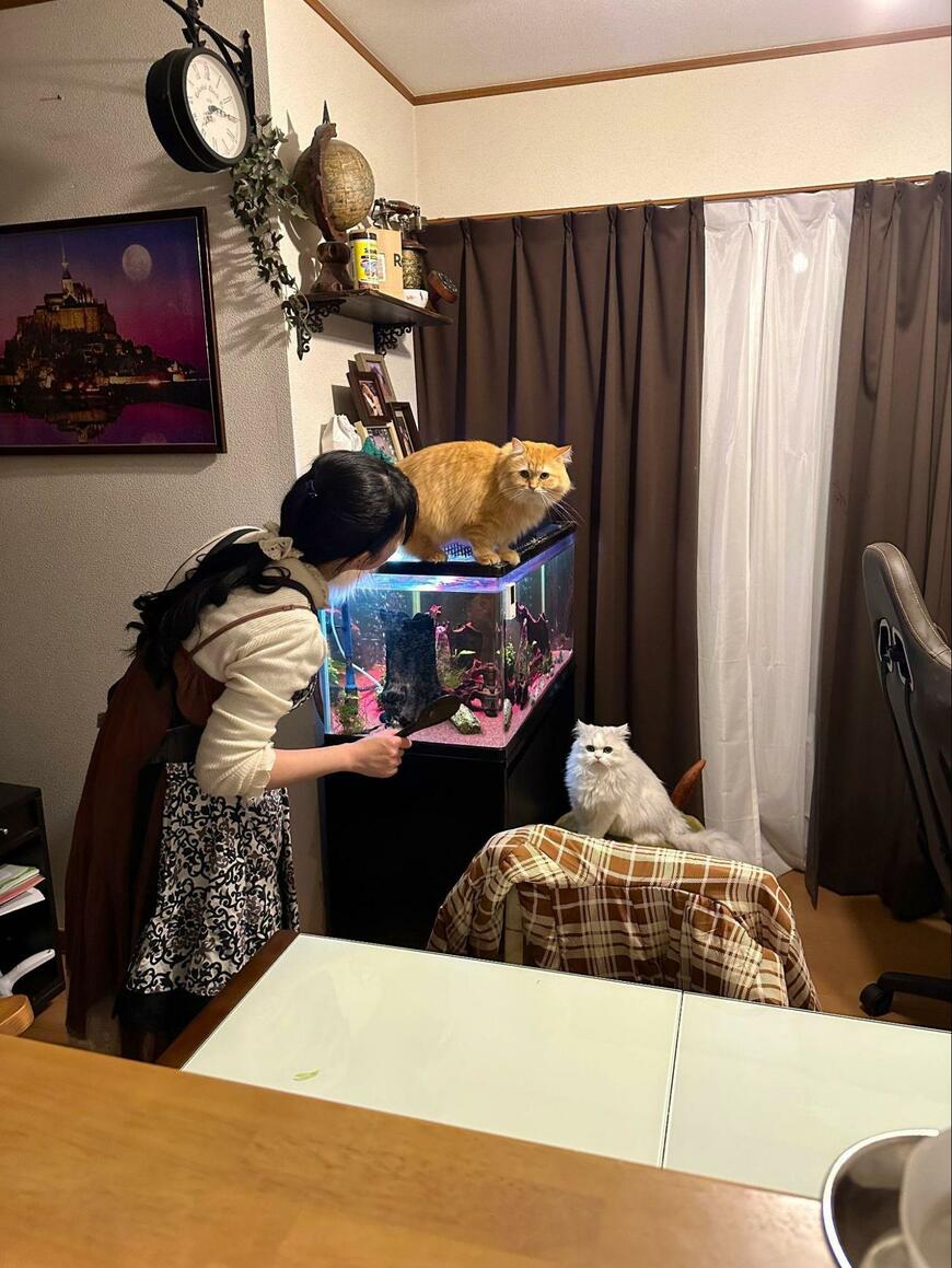 出所：@NEKOLAND13