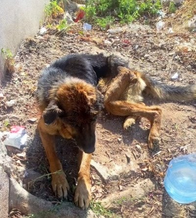 銃で撃たれ「命の危機にあった」犬を保護 懸命な治療の末、見違えるほど回復した姿に喜びの声が続出