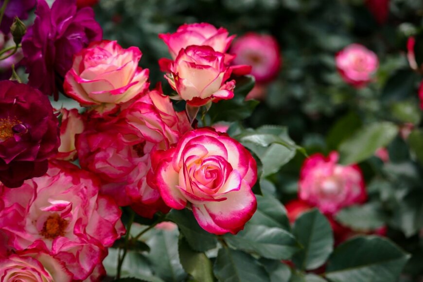 Alina Miyazaki/shutterstock.com