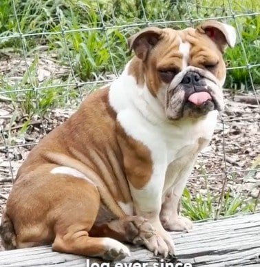 人里離れた農場で座っていた犬　飼い主探すも現れず…待ち受けていた幸せな結末に感動