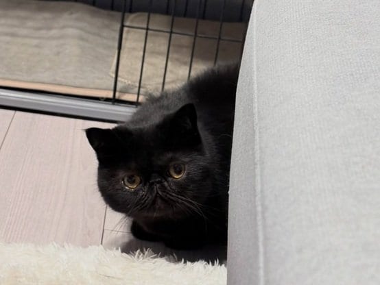 出所：＠kotetsu_0420