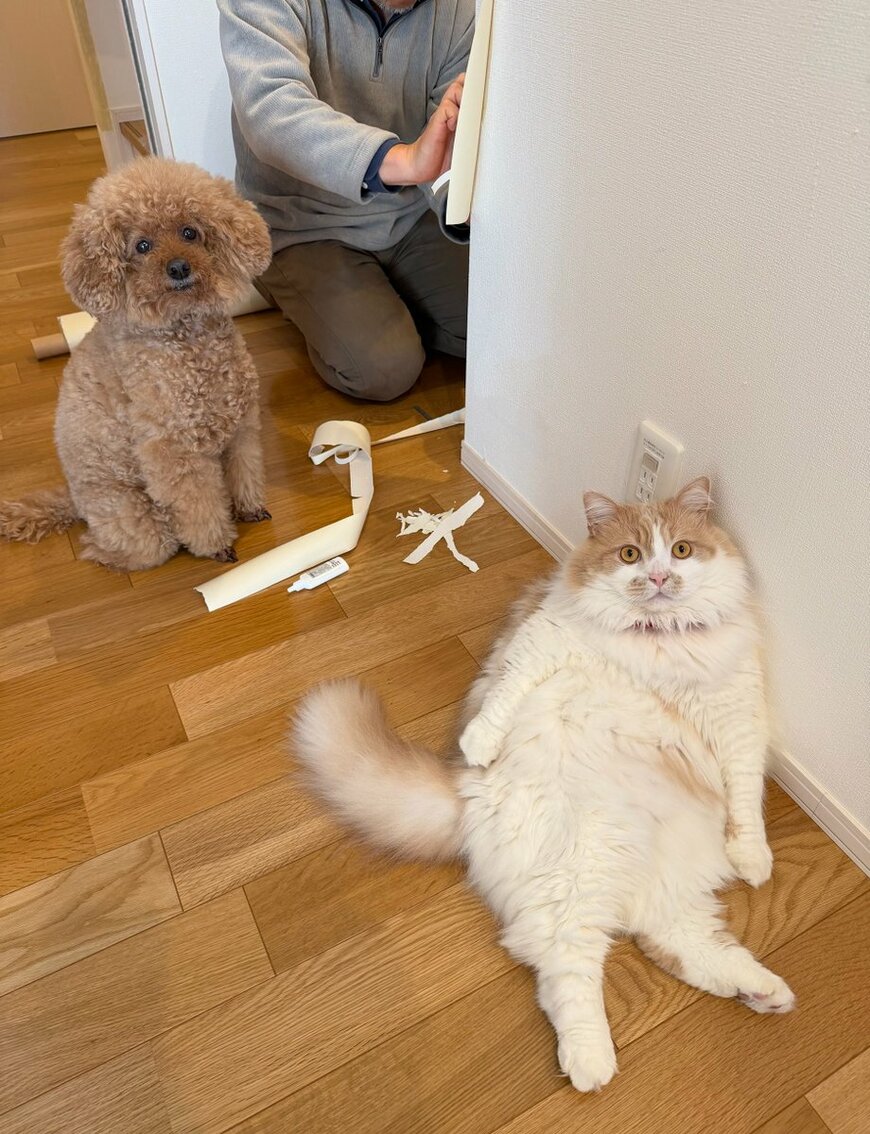 出所：@IW29WOXYx9SJanR