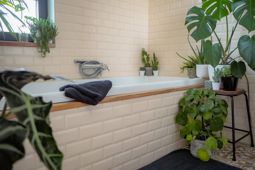 【観葉植物】浴室に飾れる品種オススメ8選！夏のバスタイムがナチュラルで爽やかに