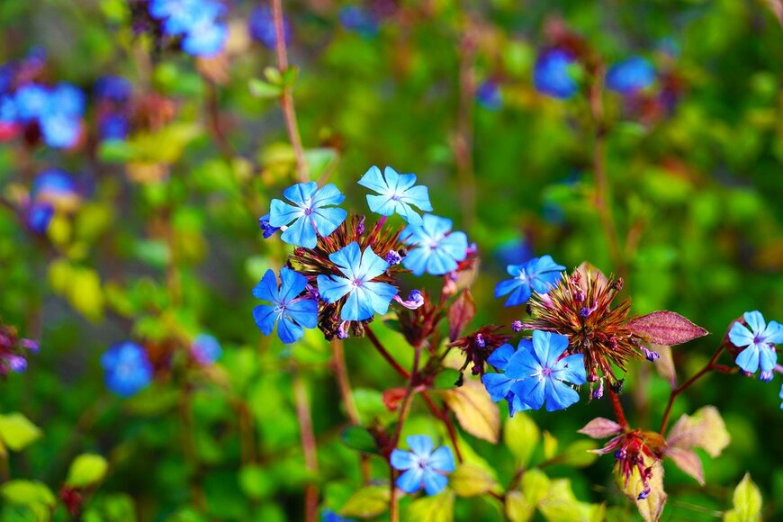 【ガーデニング】ブルーの花が爽やかでオシャレ！涼しげな夏の庭を演出するオススメの草花7選