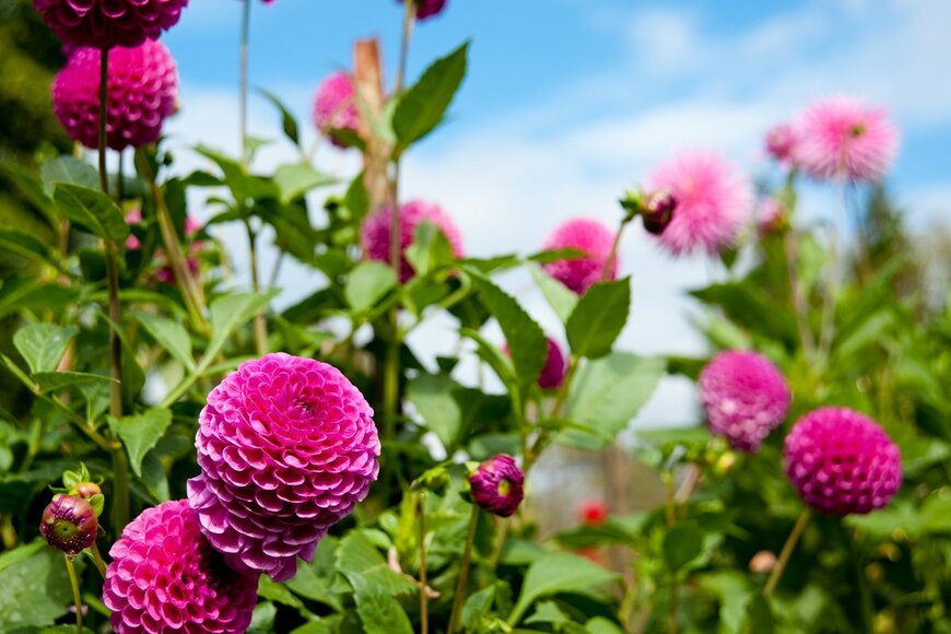 【初夏のガーデニング】夏の庭を鮮やかに彩る多年草！華やかでオシャレな花が咲くオススメ6選