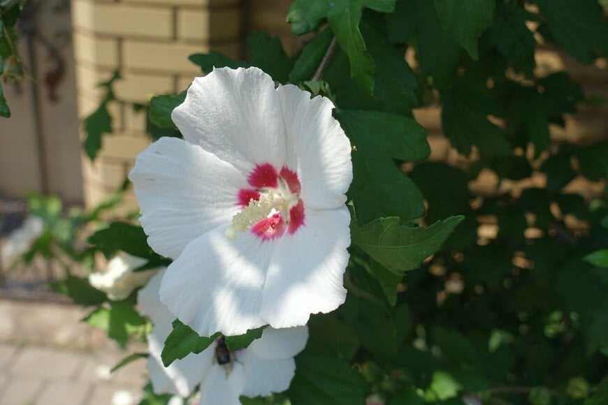 白い花の中心が赤い、ムクゲの花