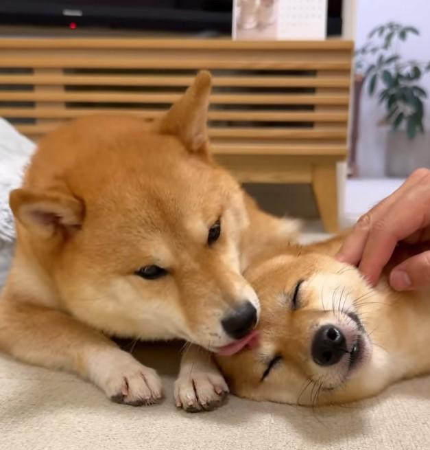 柴犬の顔をなめる柴犬