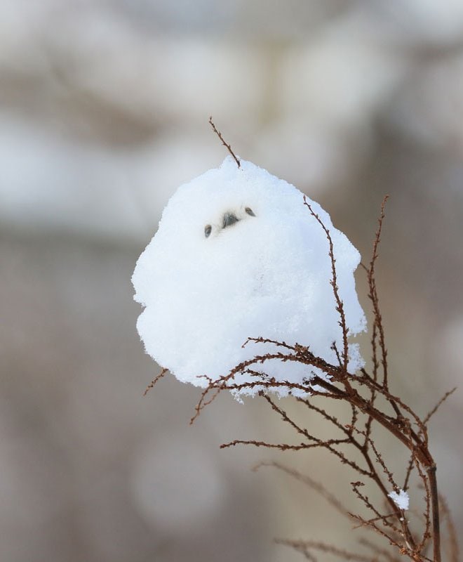 まるでシマエナガのような雪