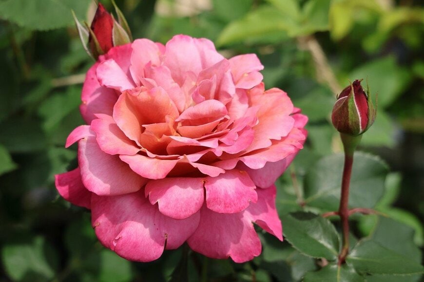 花弁が幾重にも重なったピンクのバラの花