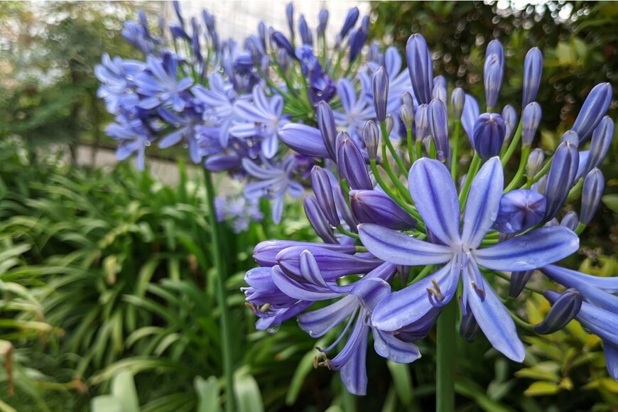 青い花を咲かせているアガパンサス