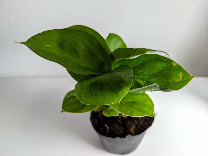 2025年4月にダイソーで110円で購入したディフェンバキア