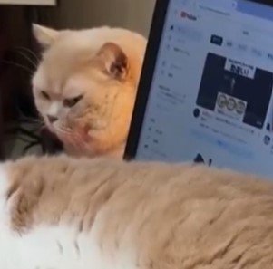 パソコンを邪魔する猫