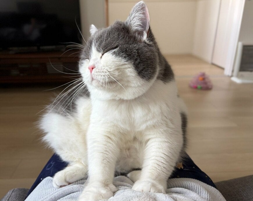 飼い主さんのお腹の上でご機嫌に「ふみふみ」するぶりもっちちゃん