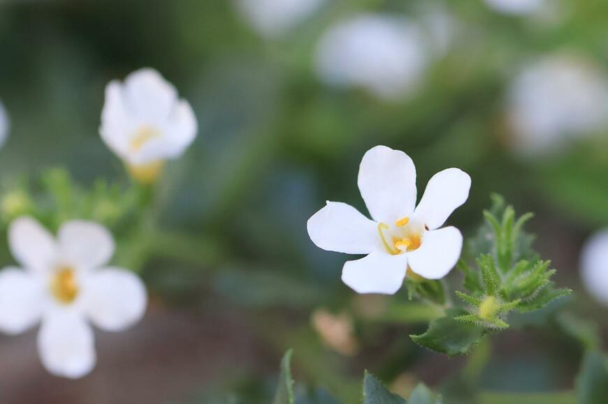 白いバコパの花