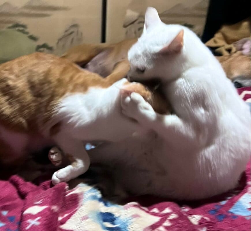 同居猫の突進を受け止めるソウくん