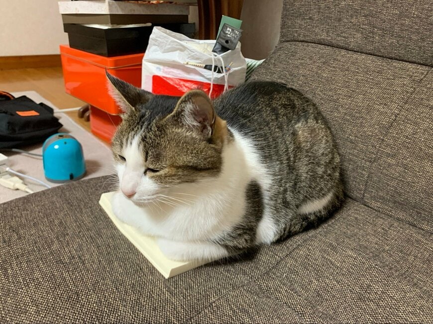 投稿の画像