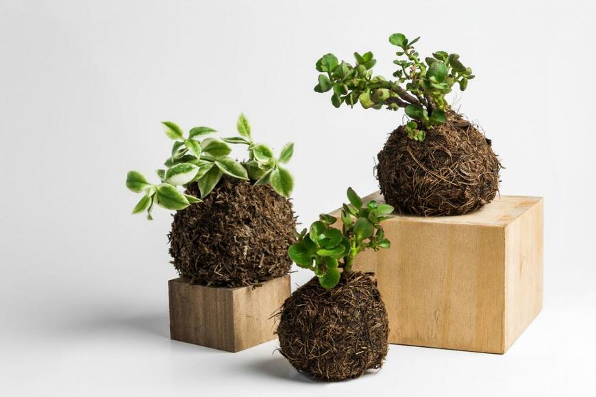 苔玉