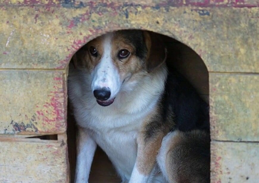 保護施設の小屋の奥で警戒するデクスター