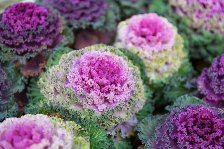 紫色で葉の縁がフリル状のハボタン