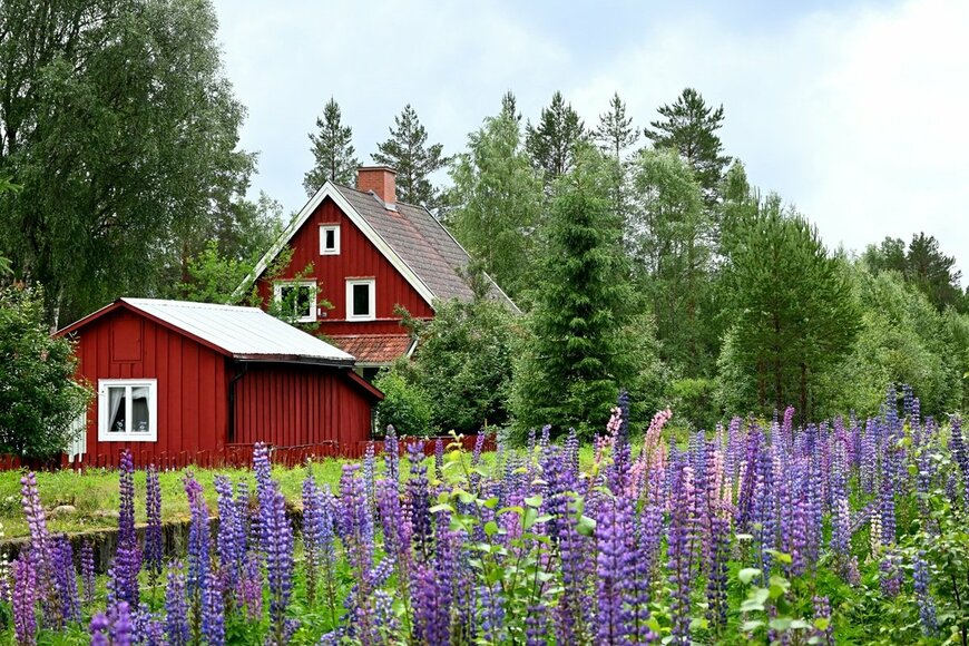 涼しげな青い花が咲いている、北欧の庭