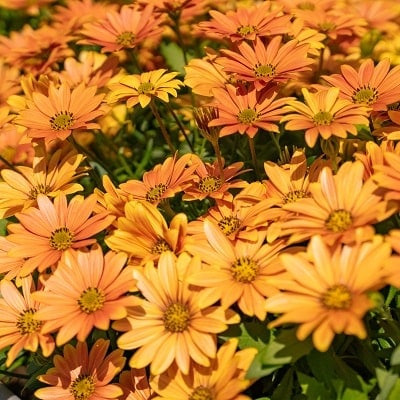 出所:PROVEN WINNERS(R) オステオスペルマム キャンディフィールズ