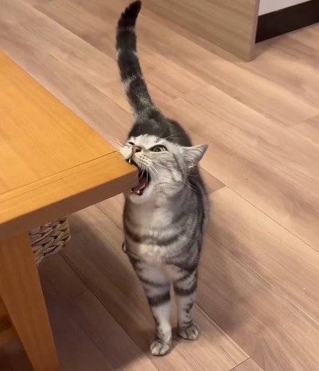 びっくりする猫