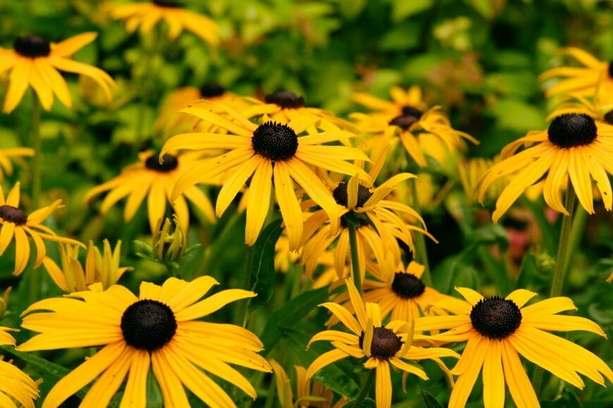 黄色い花を咲かせている、ルドベキア
