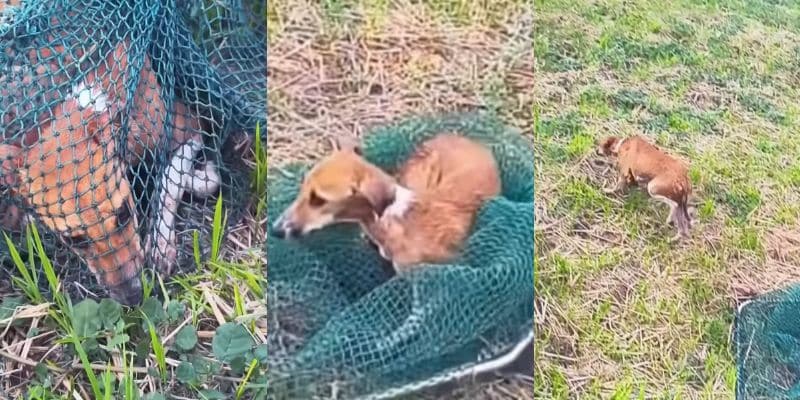 網から出されて元気に動き出した犬