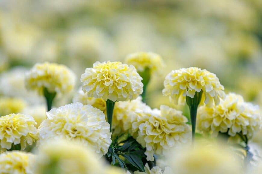 バニラ色のマリーゴールド