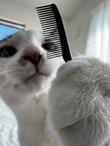 コームを持つ（？）猫さん→前髪を見ると…まさかの仕上がりに反響