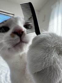 コームを持つ（？）猫さん→前髪を見ると…まさかの仕上がりに反響