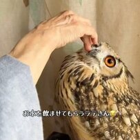 【キュン】水を飲ませてもらうフクロウが「ヒナみたい」と話題　ばあちゃんに甘えて「もっと撫でて～」の姿も必見