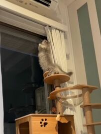 「あざと可愛い」猫の日に見せてくれた姿に大反響　たまには猫らしい姿もいいよね