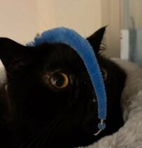 【無の境地】おもちゃを顔面に垂らされても動じない猫ちゃんを先住猫ちゃんと比べた結果…→「表情の良さには勝てない」