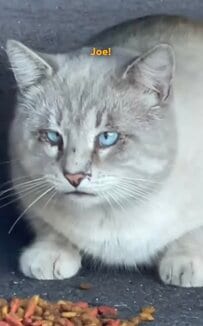 【動物レスキュー】人間嫌いだった野良猫が…新しい家族とゆっくりと打ち解けて懐く姿に涙