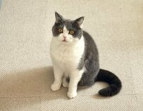 猫と目が合った飼い主さん　顔をよく見ると…予想外の事実にホッコリ