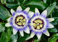 電気代の節約に【グリーンカーテン】今が植えどきの《つる植物》8選！初心者さんも育てやすい