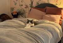 大好きな布団で手を伸ばす猫　その姿をよく見ると…予想外の光景に思わずホッコリ