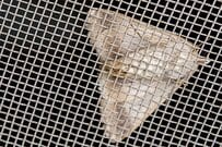 「モスラみたいなの来た」家の窓に現れた謎の生物　儚い正体に「神々しい」「凄い生き物ですよね」