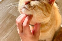 大怪我を負った子猫を救助し「たまらニャい」幸せ分け合う姿に…