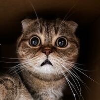 「アニメかと思った」箱の中に隠れているのが見つかった猫ちゃんの表情に思わず大爆笑「可愛い」「面白い」